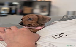 Miniature Dachshund dogs for sale: 2x miniature dachshunds - Image 17