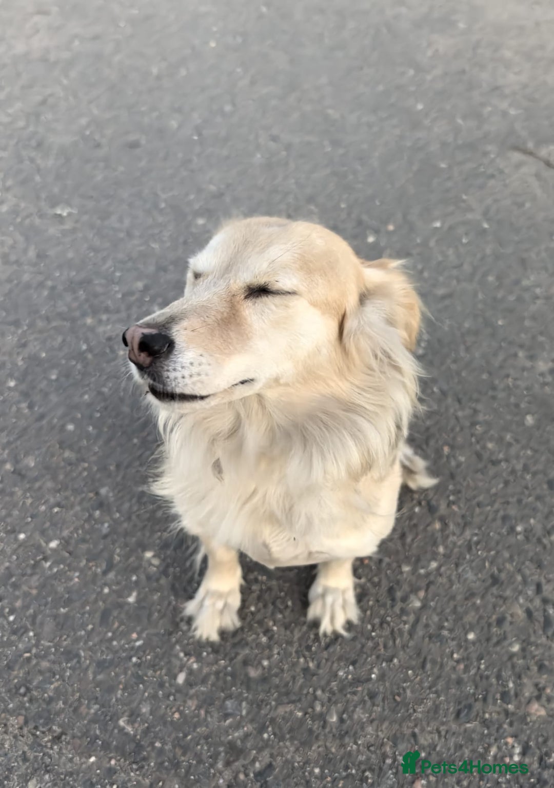 Mixed Breed dogs for adoption: 💖🐶 DOCHA 🐶💖 - Image 17