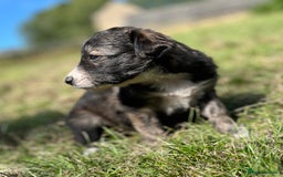 Mixed Breed dogs for sale: Lurcher cross collie pups - Image 5