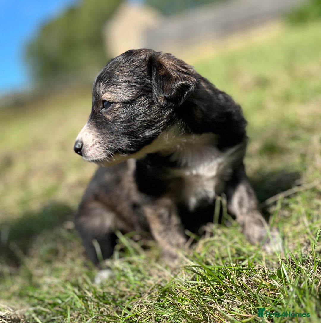 Mixed Breed dogs for sale: Lurcher cross collie pups - Image 5