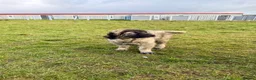 Caucasian Shepherd Dog dogs for sale: Caucasian Shepard Ovcharka ❤️top of the breed ❤️ - Advert 5