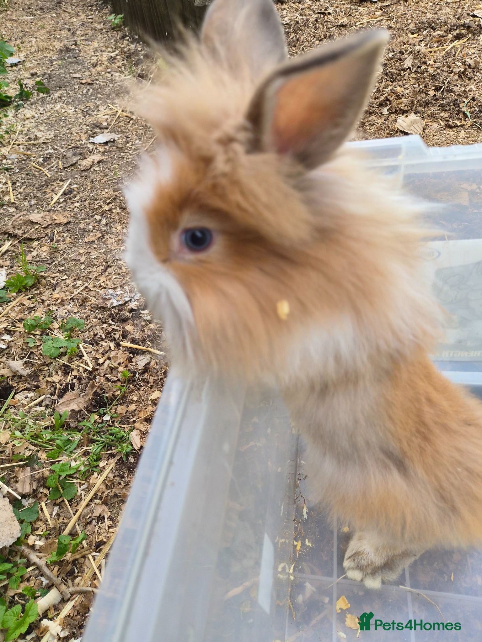 Lionhead rabbits for sale: 5 baby lion heads for sale £60 each  in Manchester - Advert 7