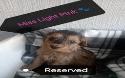 Cockapoo dogs for sale: 🐶Beautiful F1 Cockapoo Puppies🐾 - Image 15