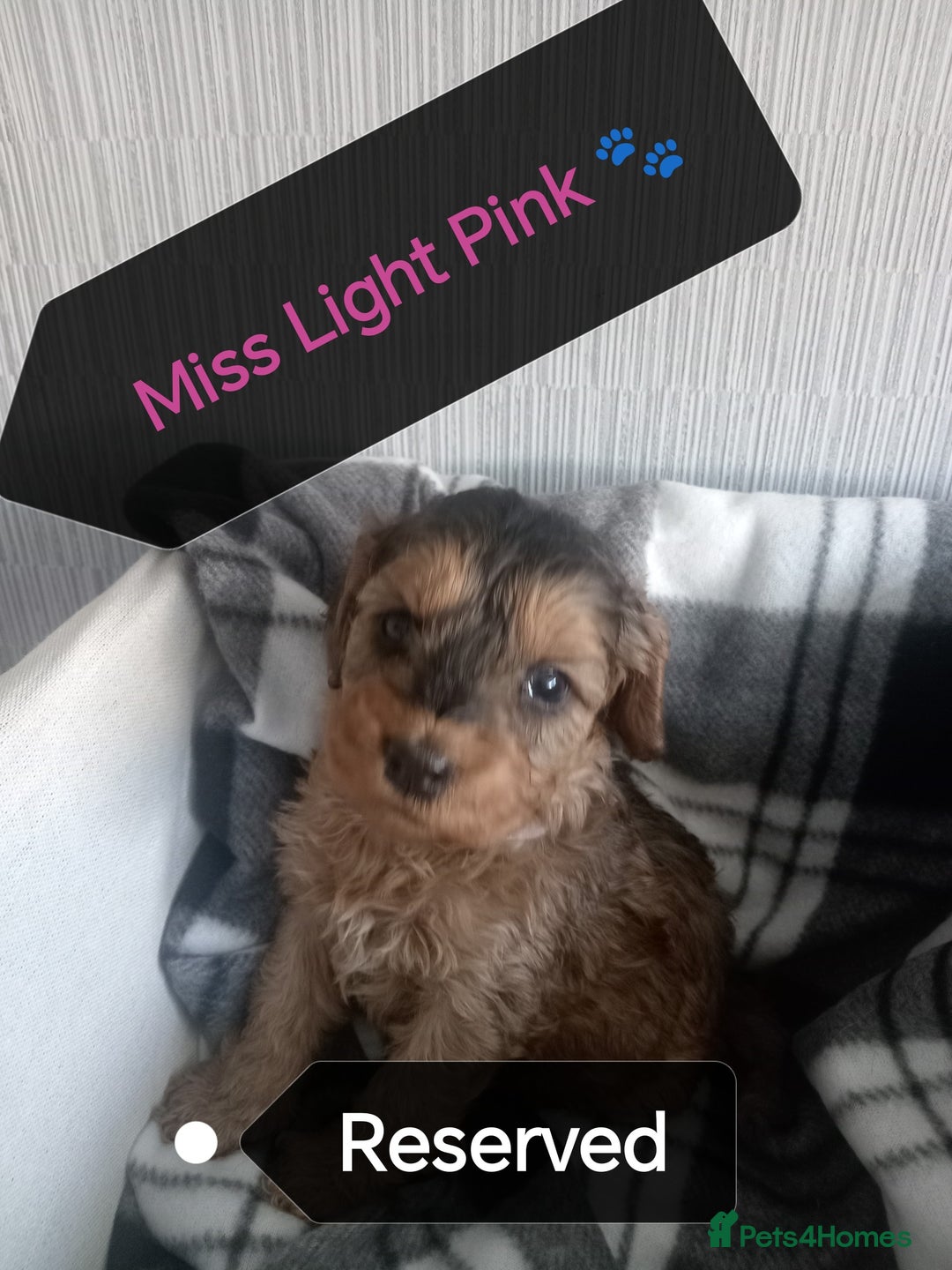 Cockapoo dogs for sale: 🐶Beautiful F1 Cockapoo Puppies🐾 - Image 15