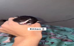 Domestic Shorthair cats for sale: 3 beautiful kittens - Image 11