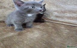 Mixed Breed cats for sale:  beautiful kitten looking for his forever home - Image 27