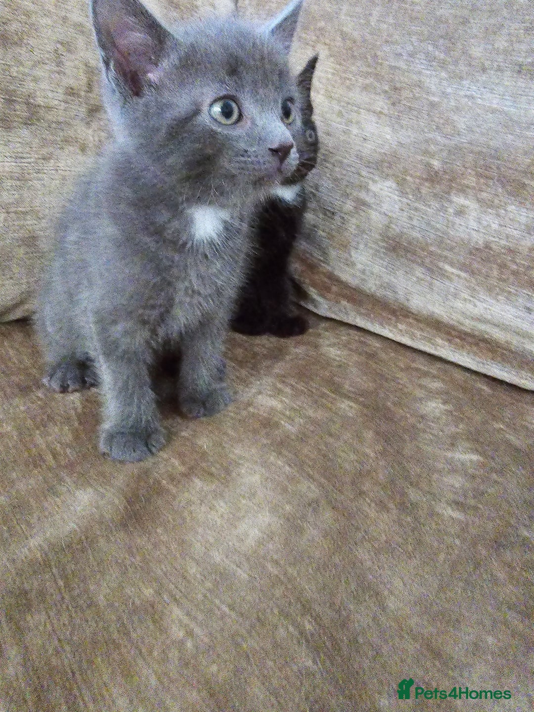 Mixed Breed cats for sale:  beautiful kitten looking for his forever home - Image 27