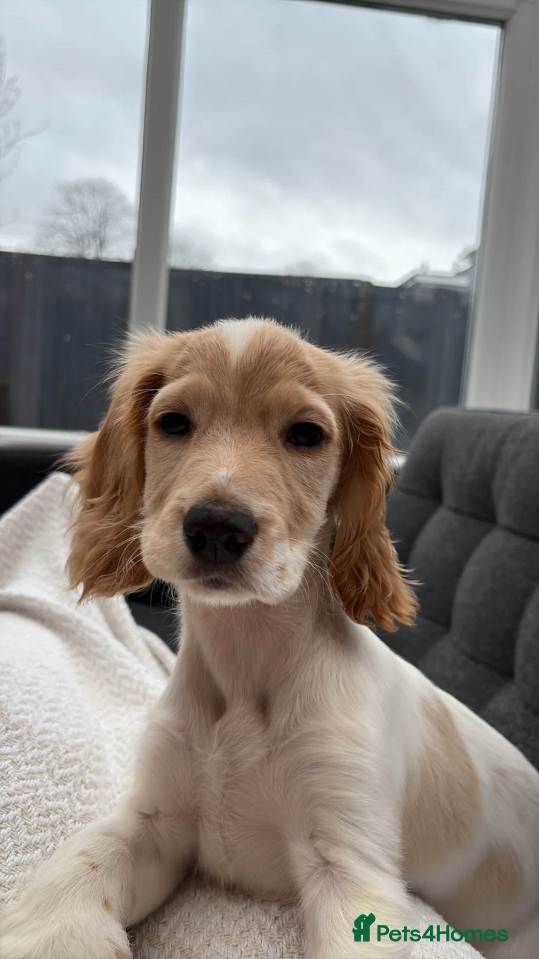 Cocker Spaniel dogs for sale: Bobbie  in Leyland - Advert 1