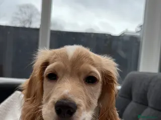 Cocker Spaniel dogs Bobbie - Advert 4