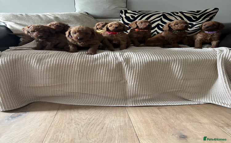 Labradoodle dogs - Advert 3