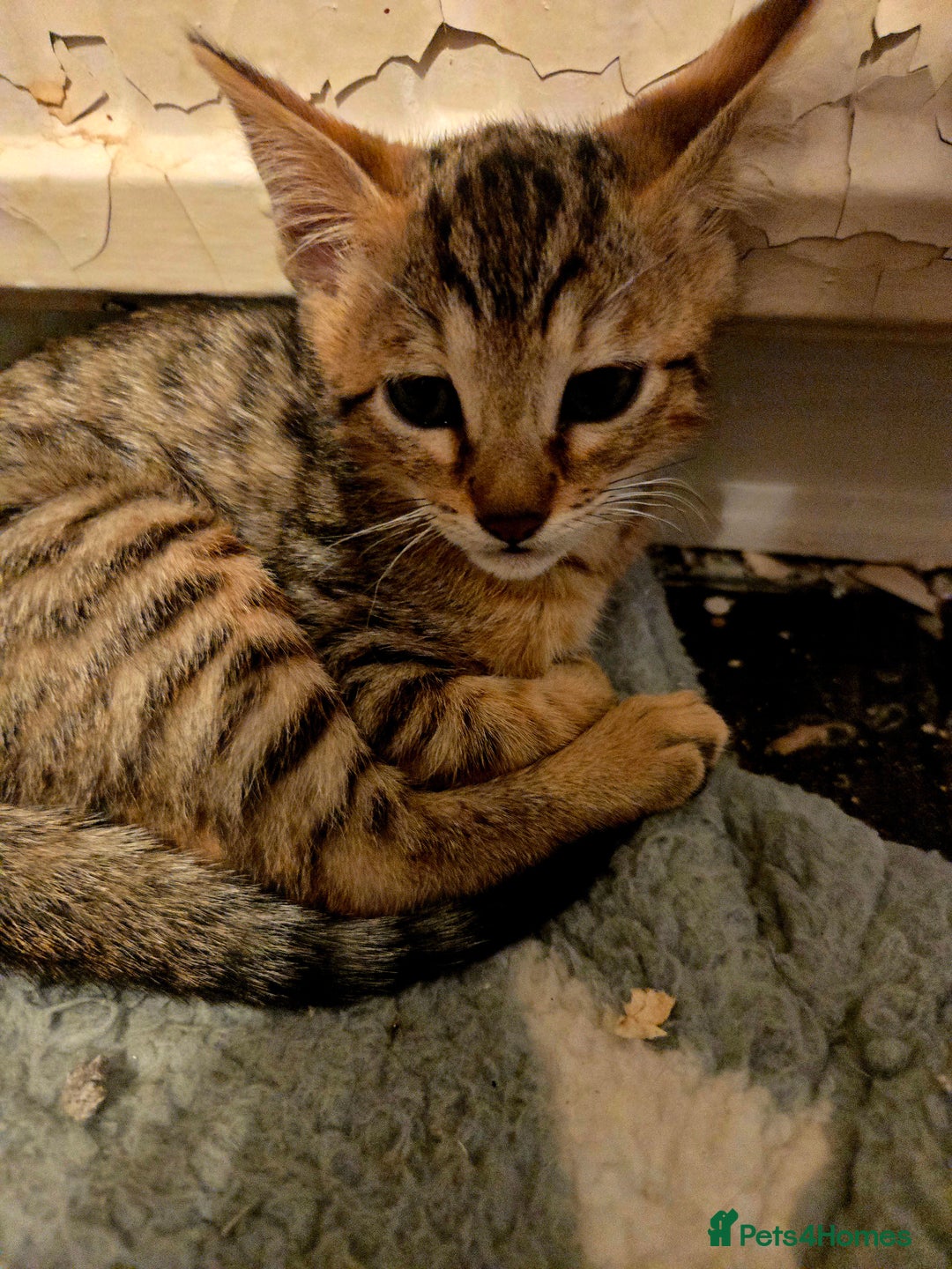 Bengal cats for sale: Two stunning little girls absolutely stunning!!!  - Advert 3
