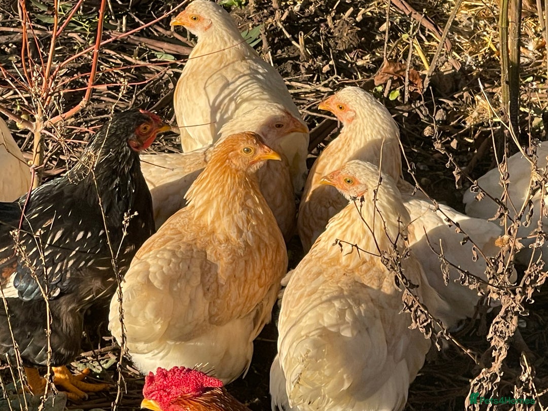 Chickens poultry for sale: BANTAM WYANDOTTE HENS, HATCHED SUMMER ‘25 - Advert 3