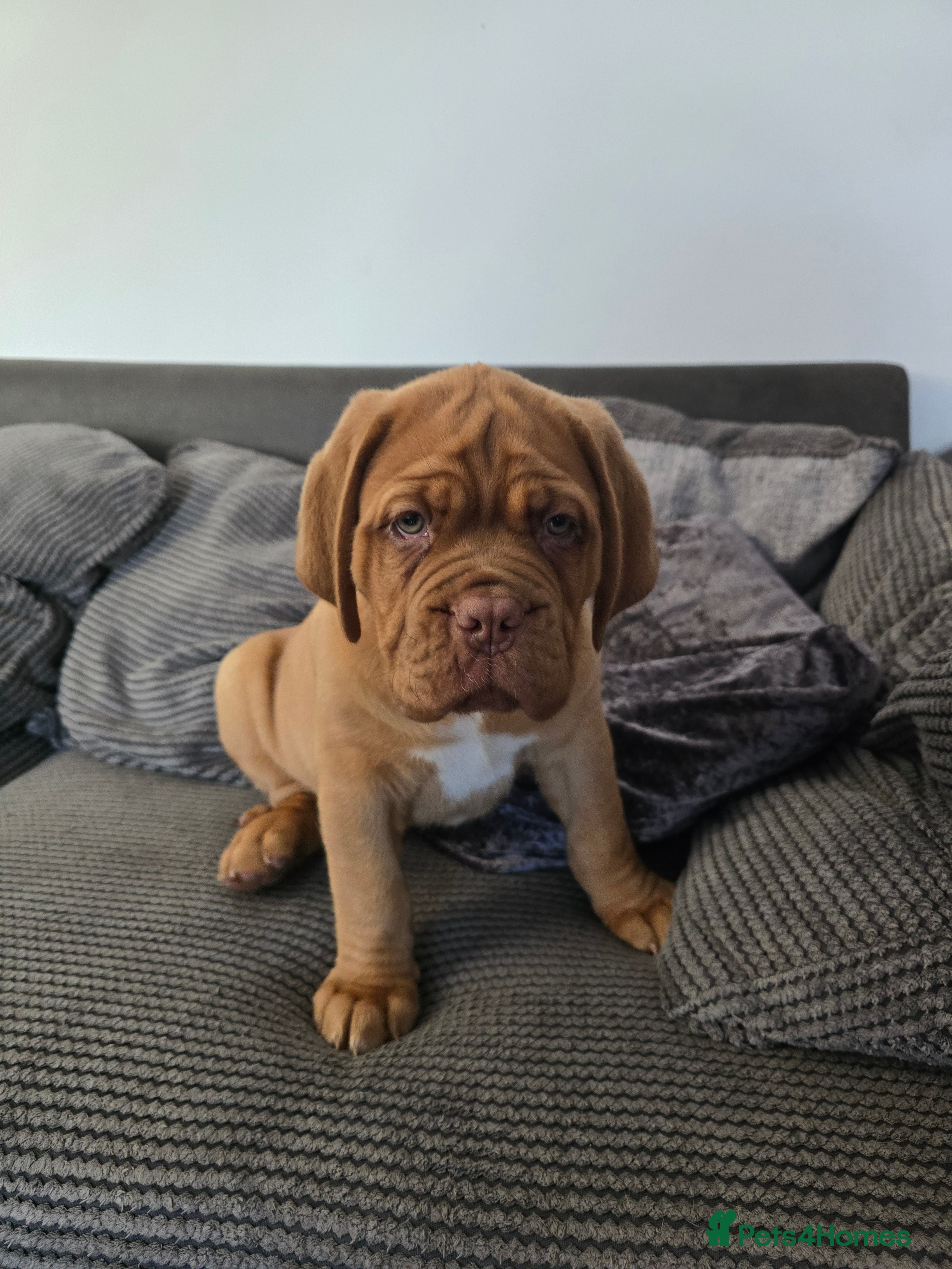 Dogue De Bordeaux dogs Dogue de bordeux puppies for sale! - Advert 10