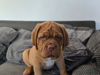 Dogue De Bordeaux dogs Dogue de bordeux puppies for sale! - Advert 3