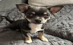 Chihuahua dogs for sale: Beautiful blue tri chihuahua girl - Image 5