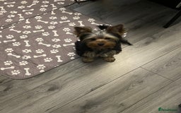 Yorkshire Terrier dogs for sale: Mini Yorkshire terrier puppy available  - Image 2