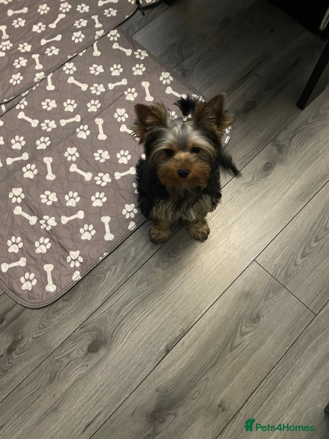 Yorkshire Terrier dogs for sale: Mini Yorkshire terrier puppy available  - Image 2