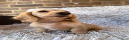 Miniature Dachshund dogs for sale: Longhaired miniature dachshund  - Advert 13