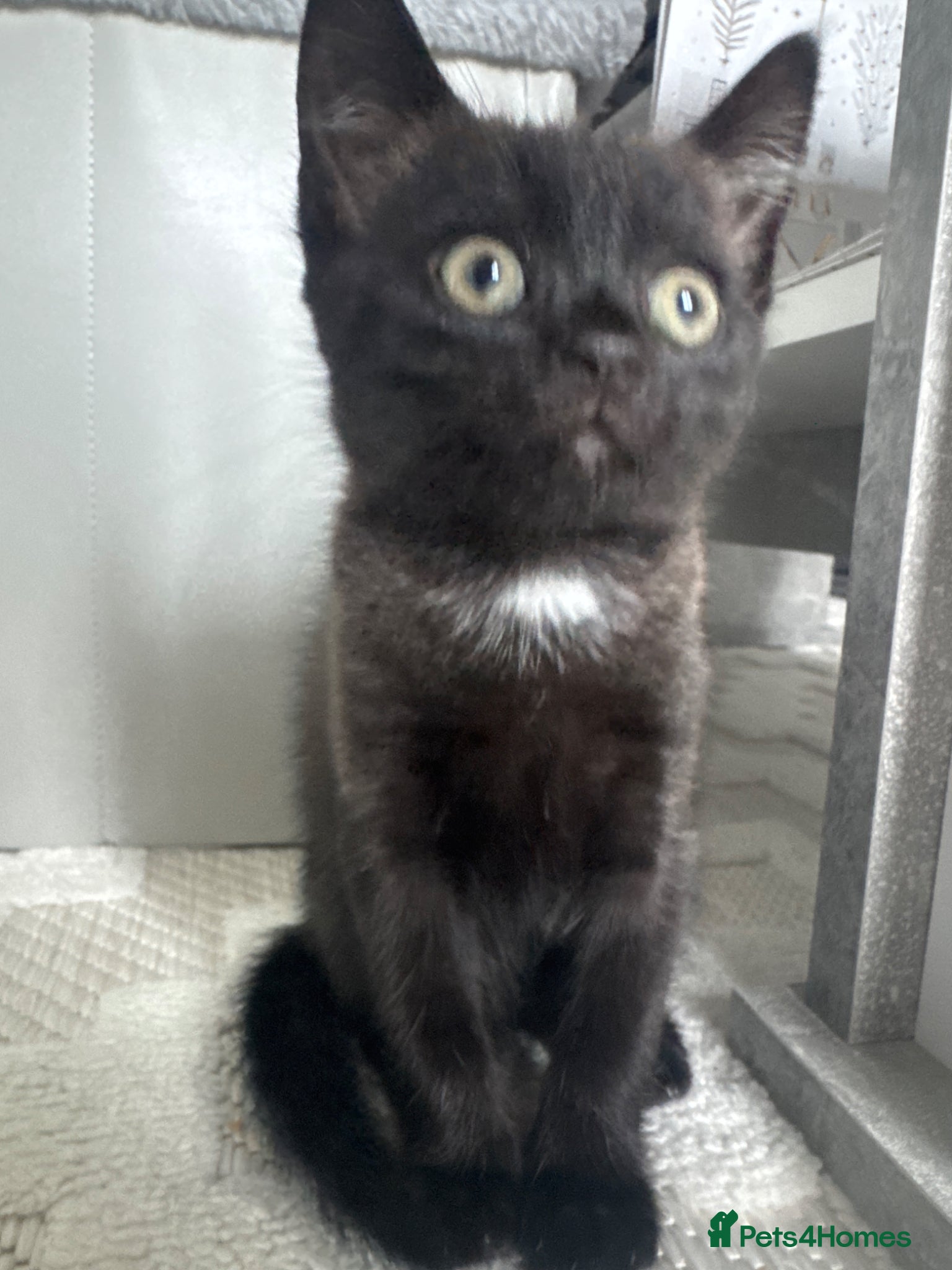 Mixed Breed cats Single Male Kitten  - Advert 2