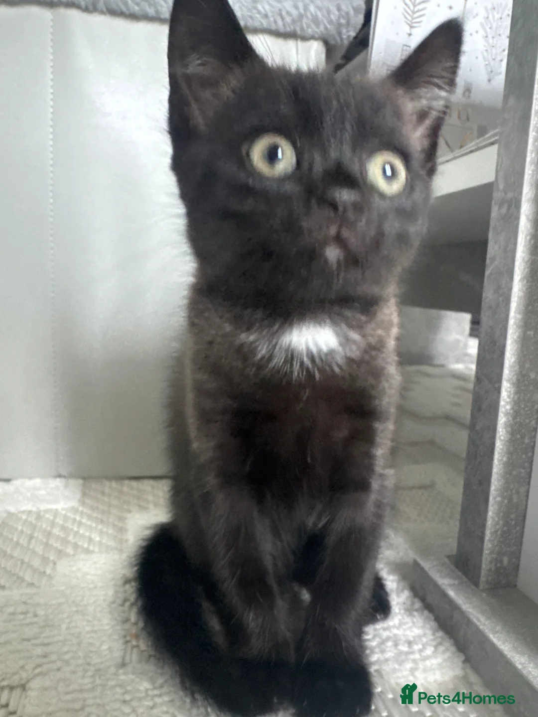 Mixed Breed cats for sale: Single Male Kitten  - Advert 1
