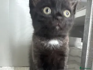 Mixed Breed cats Single Male Kitten - Advert 2