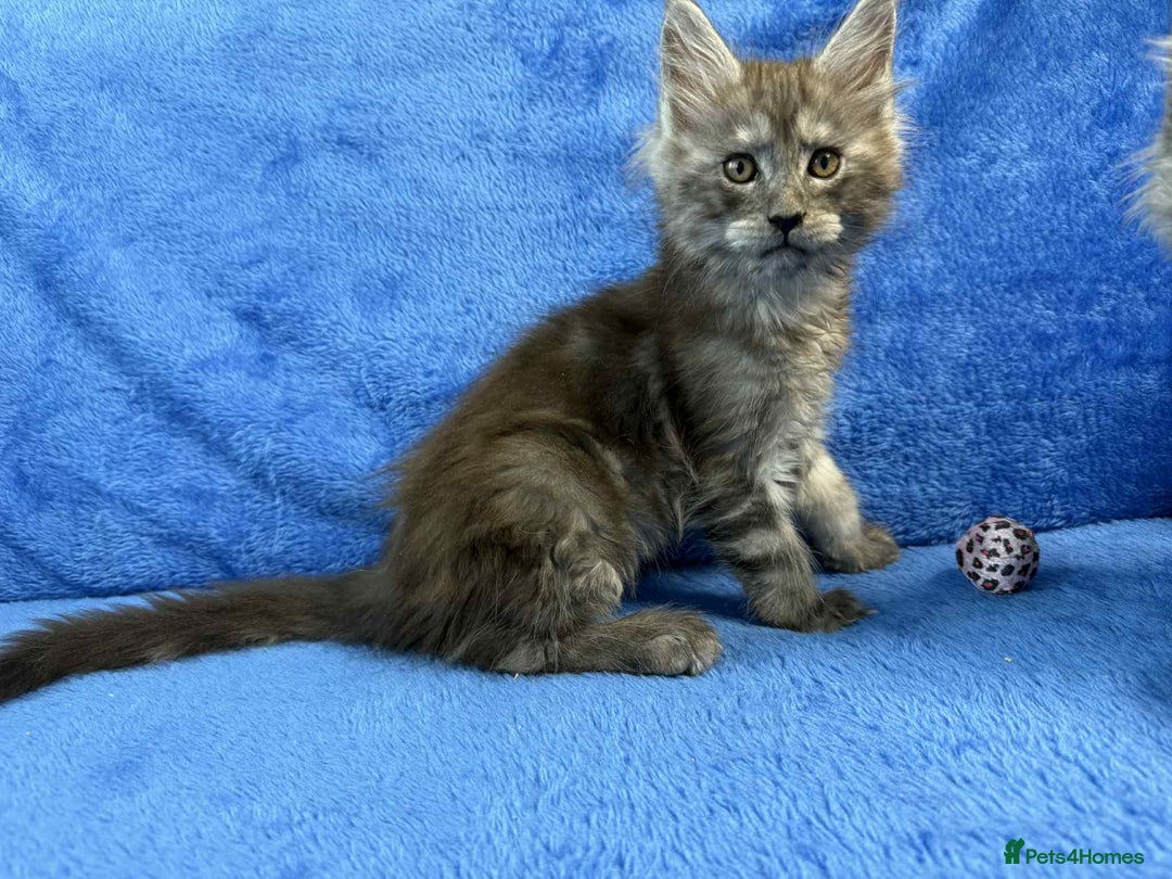 Maine Coon cats for sale: Kittens Maine Coon registered with Gccf  - Image 23