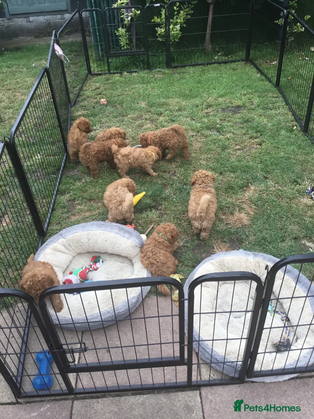 Toy Poodle dogs for sale: Beautiful Red Toy poodle Puppies in Swadlincote - Advert 14