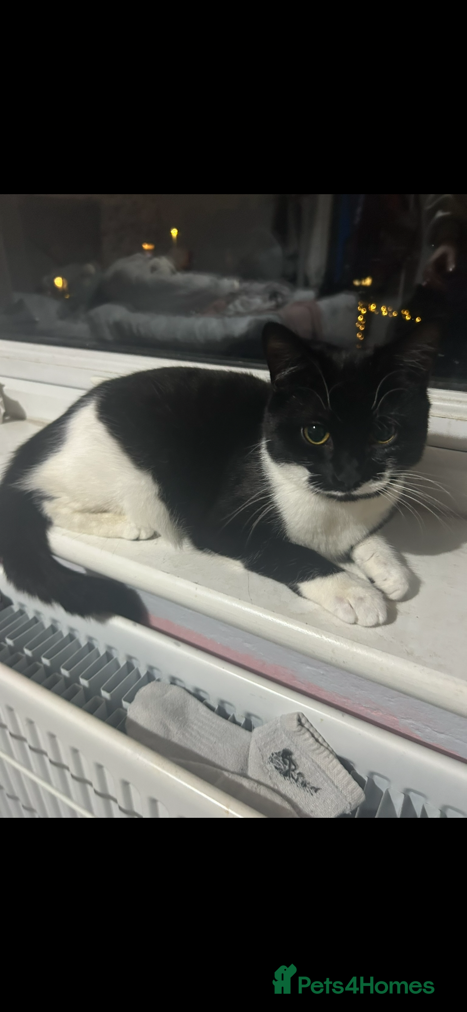 Mixed Breed cats Black n white kitten  - Advert 1