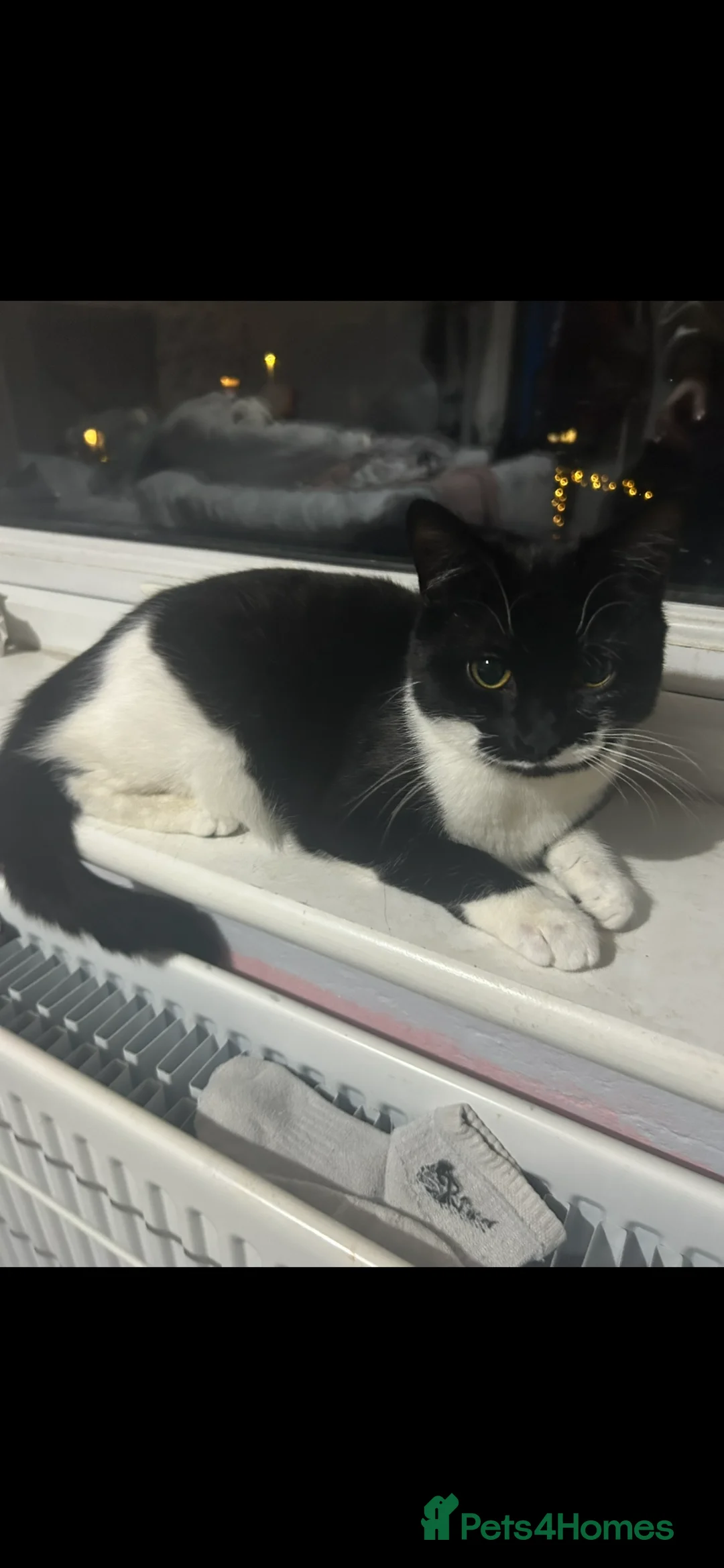 Mixed Breed cats for sale: Black n white kitten  - Advert 1