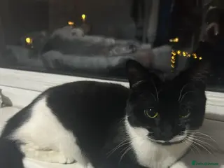 Mixed Breed cats Black n white kitten - Advert 14