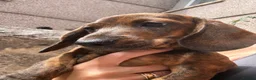 Miniature Dachshund dogs for sale: READY NOW red Brindle boy miniature dachshund  - Advert 3