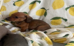 Dachshund dogs for sale: Outstanding dachshund puppies - Image 21