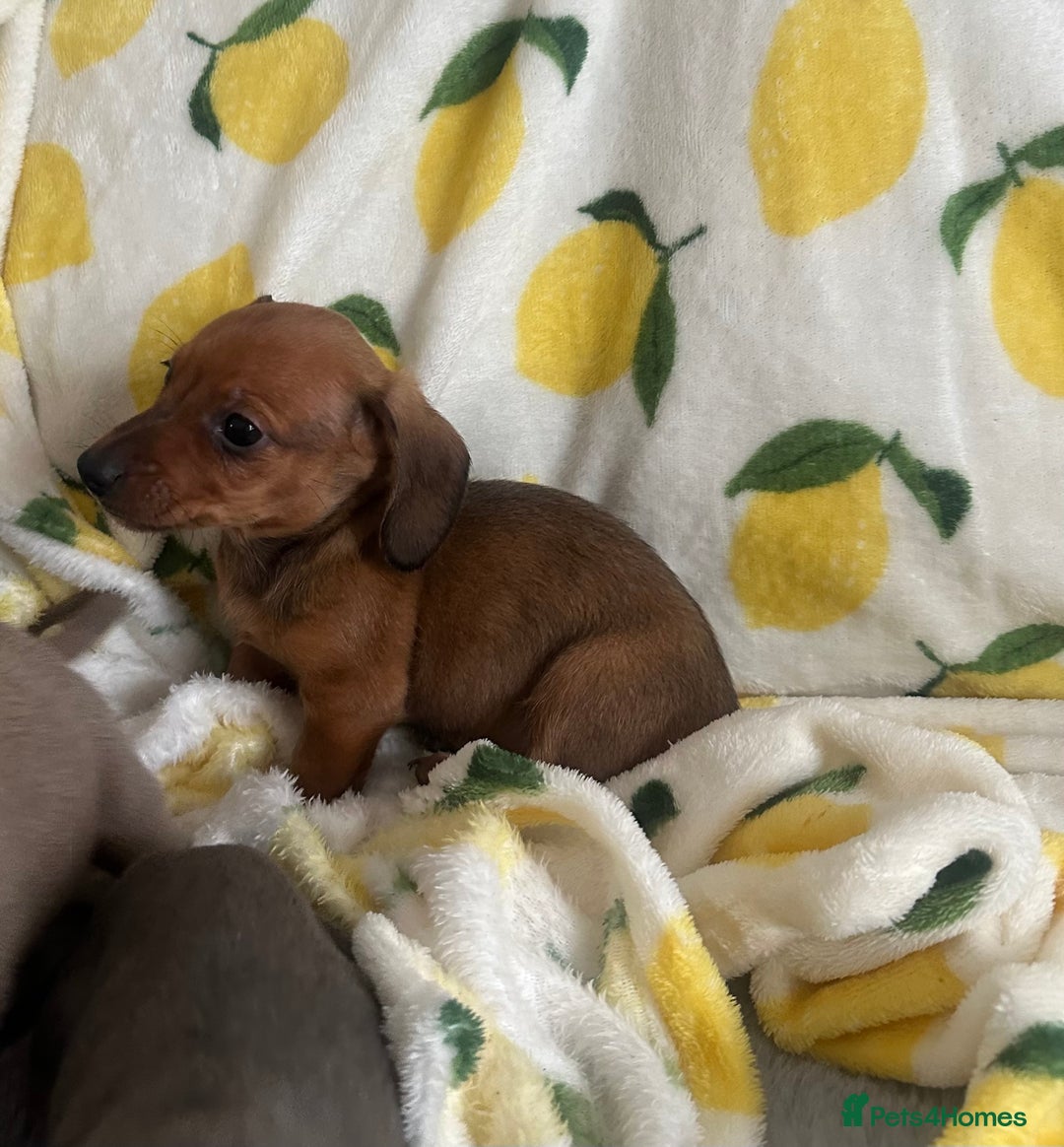 Dachshund dogs for sale: Outstanding dachshund puppies - Image 21