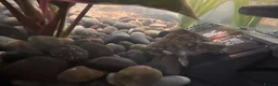Turtle reptiles for sale: Young common musk and razor back Turtles in Manchester - Advert 3