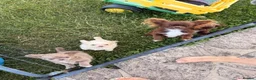Chihuahua dogs for sale: KC champagne dilute boy - Advert 8