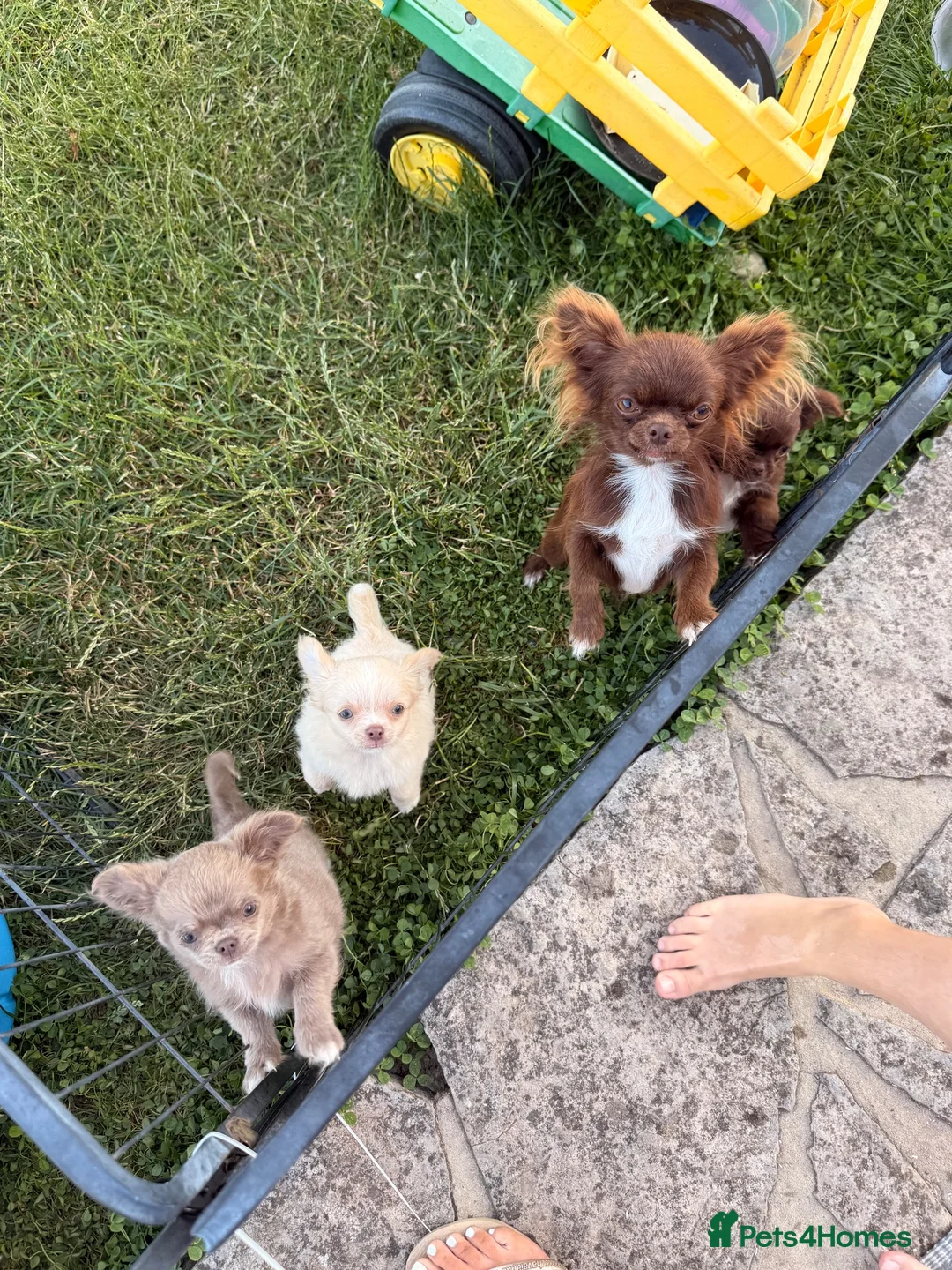 Chihuahua dogs for sale: KC champagne dilute boy - Advert 8