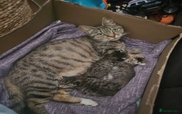 Bengal cats for sale: Bengal x brithish shorthair - Image 5