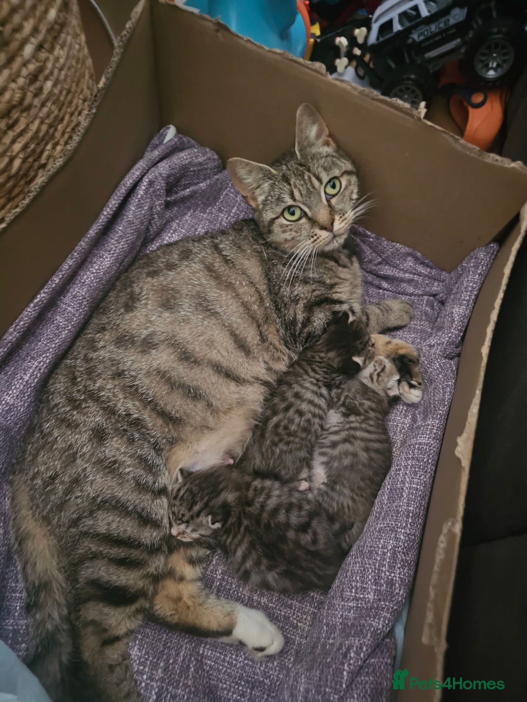 Bengal cats for sale: Bengal x brithish shorthair - Image 5