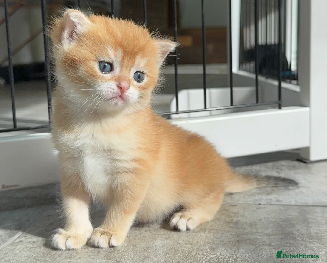 British Shorthair cats for sale: ✨🐾 Amazing Golden lilac BSH 🐾✨ - Advert 3