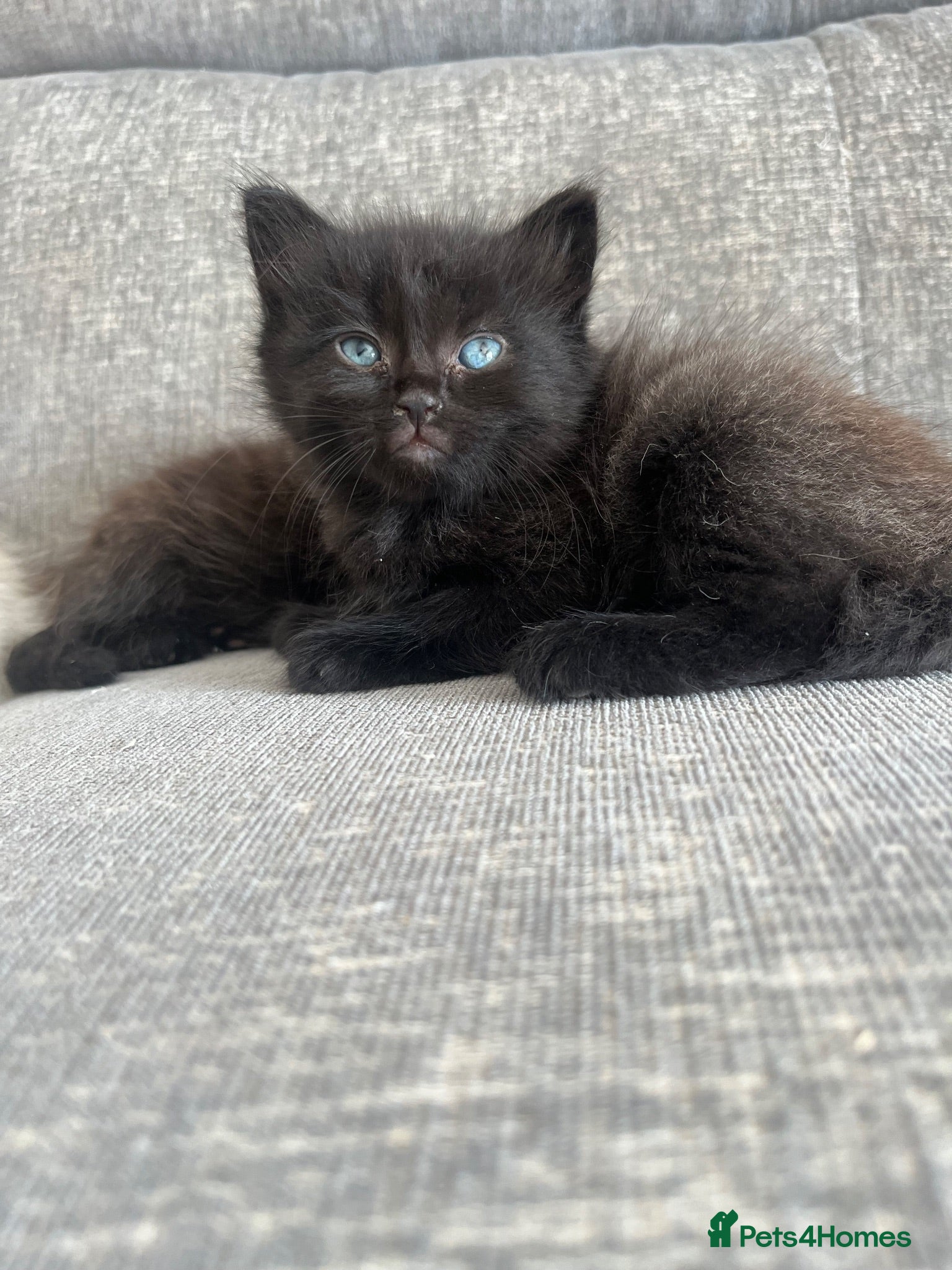 Mixed Breed cats Ragdoll cross kittens  - Advert 18