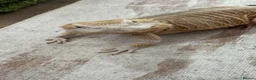 Bearded Dragon reptiles for sale: 4yo male bearded dragon zero + full set up  - Advert 4