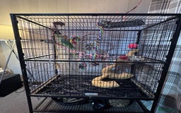 Parrots birds for sale: Alexandrine parrot  - Image 7