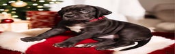Great Dane dogs for sale: Exceptional pups, viewings welcome - Advert 18