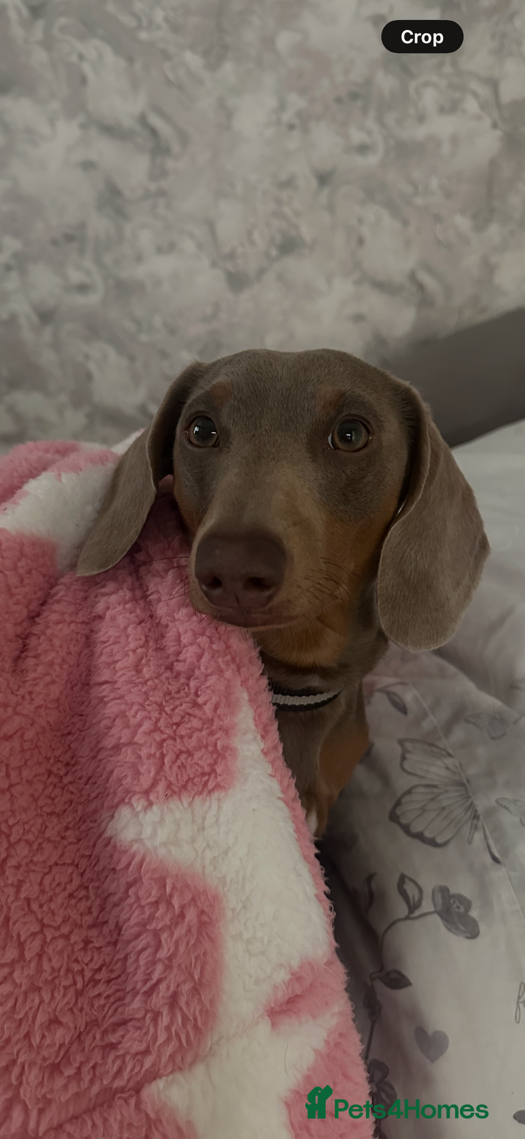 Dachshund dogs for stud: Miniature Dashshund - Advert 3