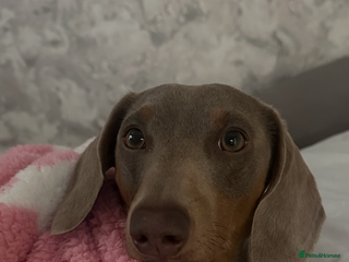 Dachshund dogs Miniature Dashshund - Advert 2