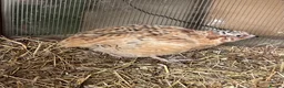 Mixed Breed birds for sale: Quails in Didcot - Advert 2
