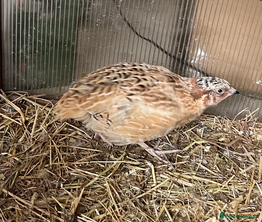 Mixed Breed birds for sale: Quails in Didcot - Advert 2