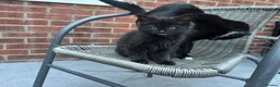 Domestic Shorthair cats for sale: Tuxedo Cat and Kitten – Together Only - Advert 3