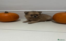 Pomeranian dogs for sale: Pomeranian - Image 3