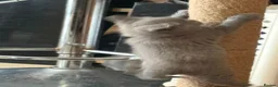 British Shorthair cats for sale: British Shorthair kittens  - Advert 10